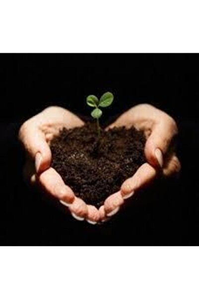 Köy Tohumları 1 Kg Organik Tamamen Doğal Organik Toprak Düzenleyici Kaliteli ...