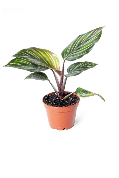 Cemre Garden Calathea Beauty Star - Dua Çiçeği Mini - Ev Ofis Salon Iç Mekan ...
