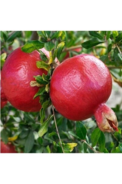 ASES 2 Yaş Tatlı Nar Fidanı 90-110 Cm