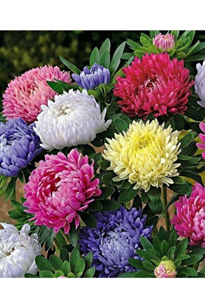Tohum Dünyam Karışık Pompon Aster Papatya Çiçeği