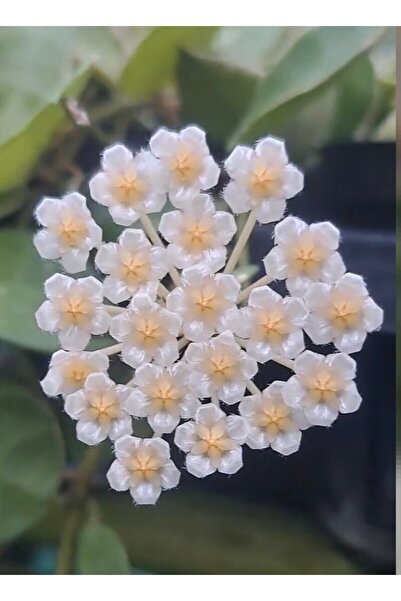 PLANT Hoya Lacunosa Asami Mum Çiçeği