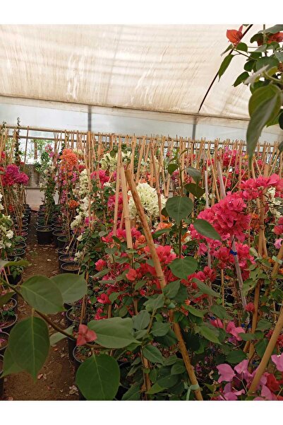 ABOOWE Pembe Begonvil Sarmaşığı (BOUGAİNVİLLEA)