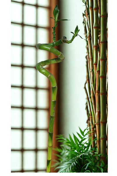 Asi dracaena(bamboo)