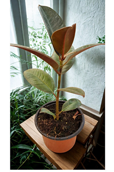 AKDOĞA kauçuk çiçegi mini ÖGRETMENLER GÜNÜNE ÖZEL