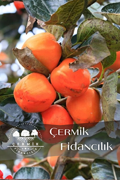 ÇERMİK FİDANCILIK Çikolata Aromalı Trabzon Hurma Fidanı ( Cennet Elması )