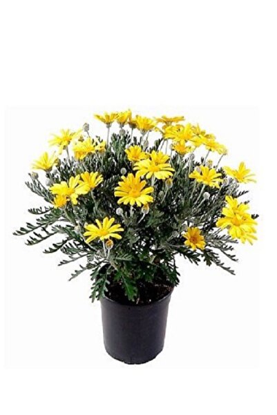 prestijiseed 10 Adet Sarı Papatya Çiçeği Tohumu