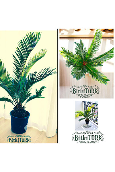 BitkiTÜRK ithal Japon Palmiyesi (Sicas) salon bitkisi 60/90cm