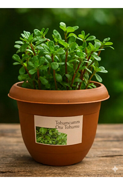 Tohumcumm Semizotu Yetiştirme Seti 100 Adet Semiz Otu Tohumu + Saksı + Toprak