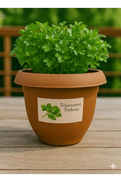 Tohumcumm Maydanoz Tohumu Yetiştirme Seti 250 Addet Maydonoz Tohumu + Saksı + Toprak