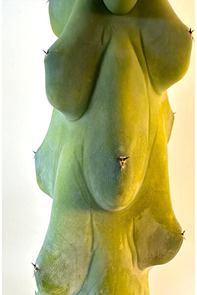 Le Bitki Atölyesi Geometrizans Fukurokuryuzinboku Boob Kaktüs 36 cm -Hediye Ç...