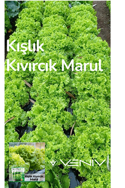 VENİV AGRİCULTURE 4000 Adet Kışlık Kıvırcık Marul Tohumu- 2 Paket