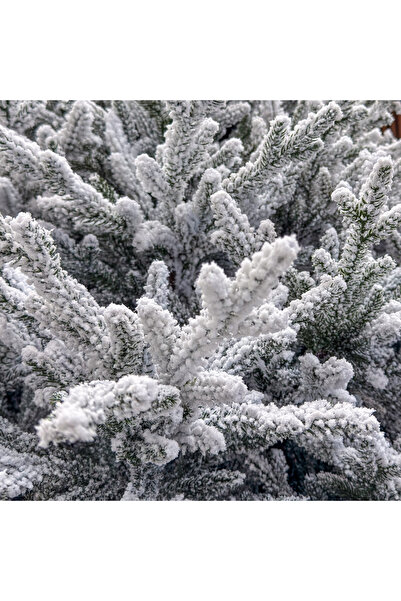 SERSIMO Artificial tree Sersimo, Alesea Elite, snow, fully 3D, 240 cm