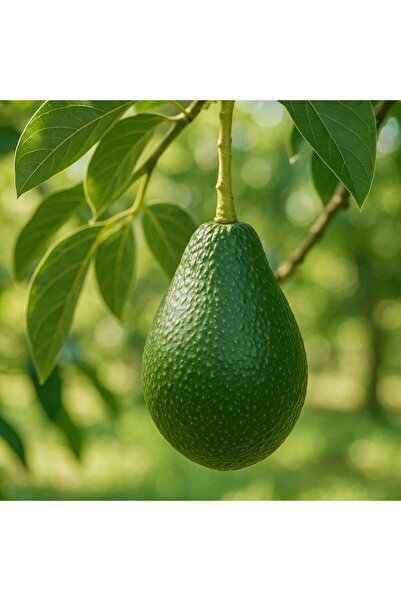Kadın Gücü Çiftliği Yeni Hasat Avokado 1 Kg Mini Boy Taze Hasat (Tadımlık Muz Hediye)