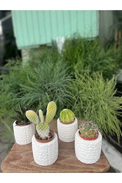 Kaktüs Saksılı küçük