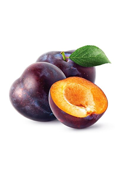 ASES 4 YAŞ TÜPLÜ ANEGLİNO(ANJELİKA) JAPON ERİĞİ FİDANI BOY 150-180CM