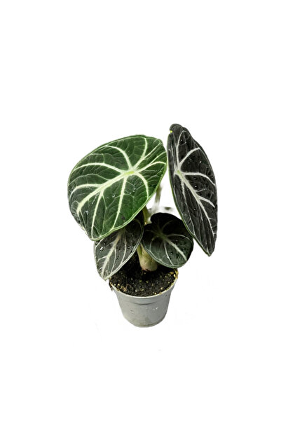 Betonish Alocasia Reginula 'Ninja' (Fil Kulağı)