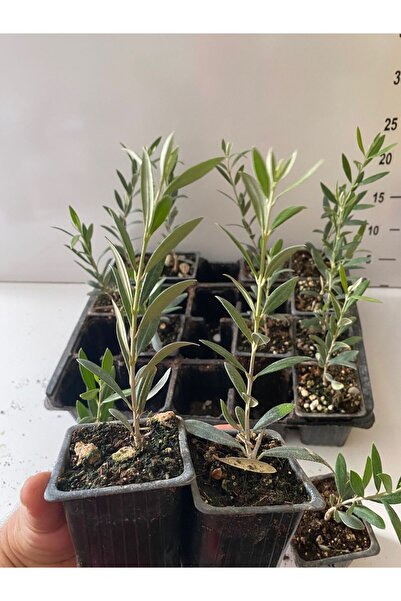 E-fidancim Nikah Düğün Organizasyon İçin Hediyelik Mini Saksıda Zeytin Fidanı...