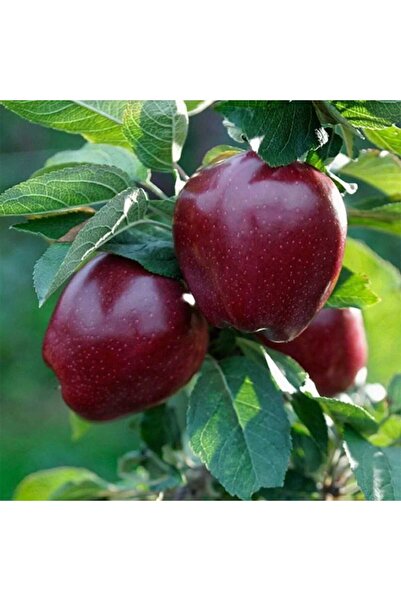 fidanzade Elma Fidanı Arap Kızı Tüplü