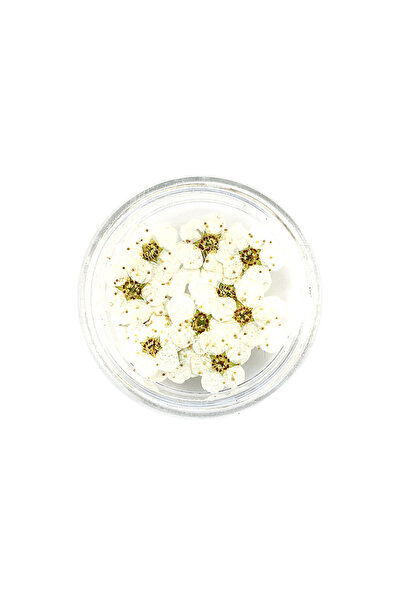 Choice 20 قطعة/صندوق من زهور النرجس المجففة المضغوطة من زهور البرقوق لصنع المجوهرات المصنوعة من الراتنج الإيبوكسي وفن الأظافر