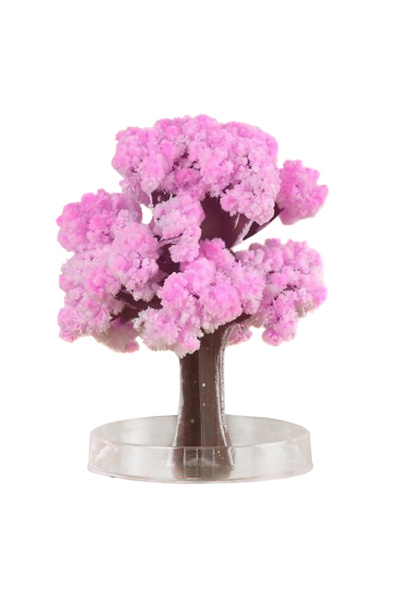 Choice Cherry Blossoms Christmas Growing Tree Interesting al Growth Tree Tabl...