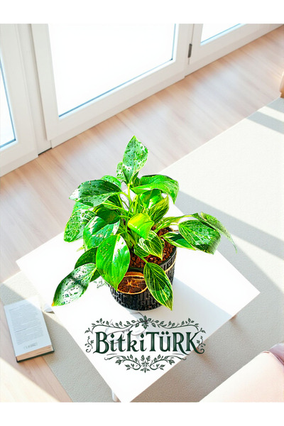 Philodendron Birkin Bitkisi Fiyatlar ve Modelleri - Trendyol