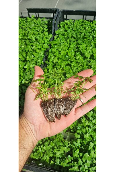 Kağan Fide Market Geniş Yapraklı Maydanoz Fidesi - 20 Adet