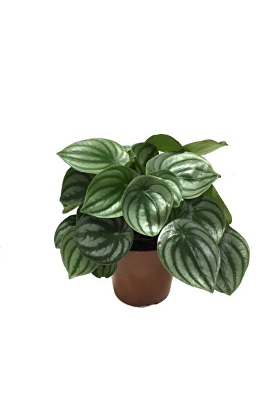 Betonish Peperomia Argyreia (Karpuz Çiçeği)