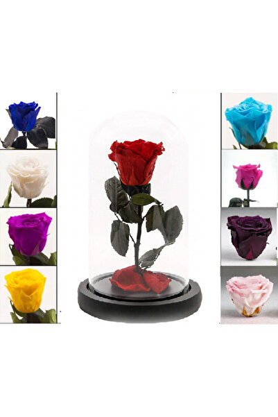 velve Trandafir Criogenat in cupola de sticla cu blat negru, pe pat de petale...