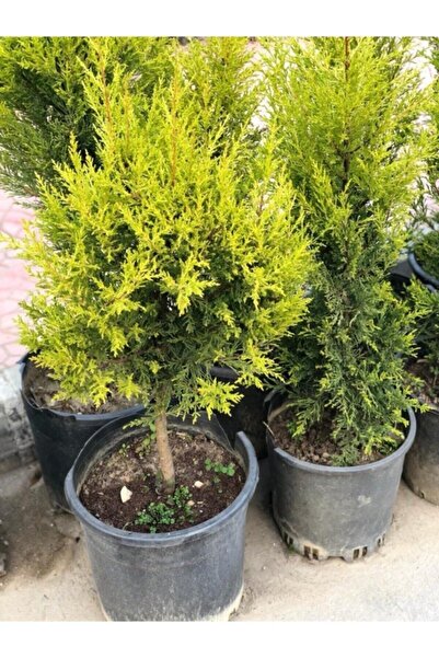 KASABALI FİDANCILIK LİMON SERVİ FİDANI 2 YAŞ TÜPLÜ 120-150CNM