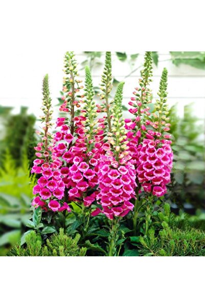 prestijiseed 20 Adet Yüksük otu Çiçeği Tohumu Digitalis Purpurea Çiçeği tohumu