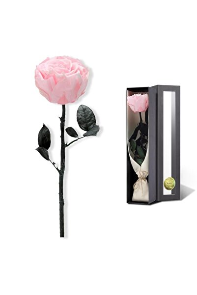 Generic Tazweeq Pink Flowers for Delivery Prime, Preserved Pink Roses Flower Gifts for Women, Stabilized Re