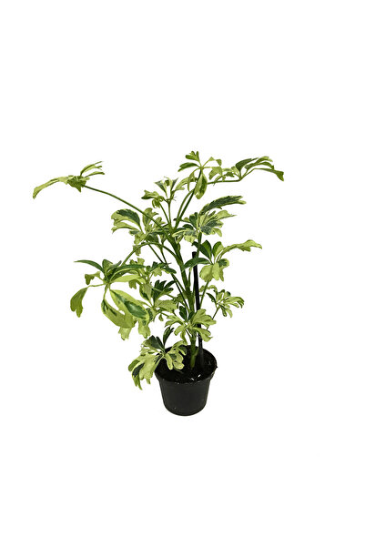 Betonish Schefflera Arboricola 'Variegata' (Şeflera Çiçeği)