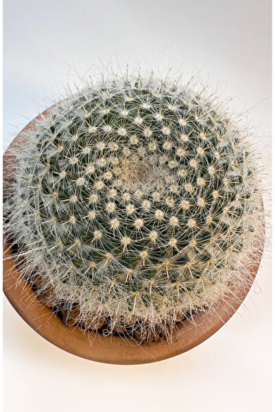 Le Bitki Atölyesi Mammillaria Fibonacci Nadir Spiral Formlu Koleksiyonluk Kak...