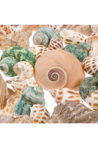 OEM Decorative White Clams in Mesh 350g