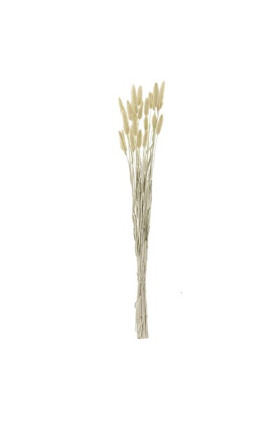 OEM Decorative Branches Bunny Tails Beige 60cm