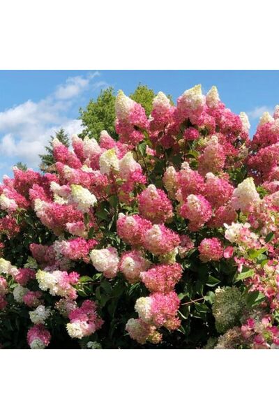 AnkaBahçe Güneşe ve Soğuğa Dayanıklı Ortanca Panikulata Çiçeği Fidanı 1 Yaş saksılı