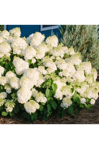 AnkaBahçe Beyaz Çiçekli Paniculata Ortanca Fidanı 1 yaş saksılı