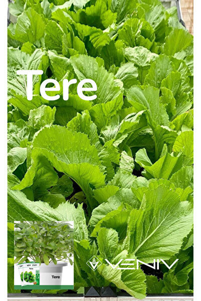 VENİV AGRİCULTURE 700 Adet Tere Tohumu - Paket değil