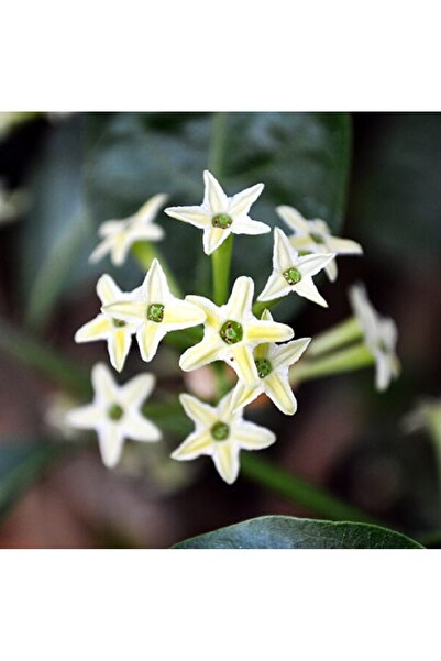 prestijiseed Ekim Seti 20 Adet Kokulu Melisa Çiçek Tohumu Kolonya Çiçeği Tohu...