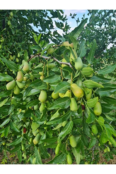 E-fidancim Soğuklara Dayanıklı Koleksiyonluk Tüplü İri Meyveli Dikensiz Hünna...