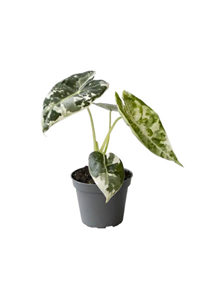Betonish Alocasia Frydek ‘Variegata’ (Fil Kulağı)