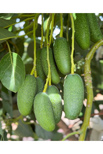 Fruit Paradise 500 gr Bebek Avokado - Yeni hasat