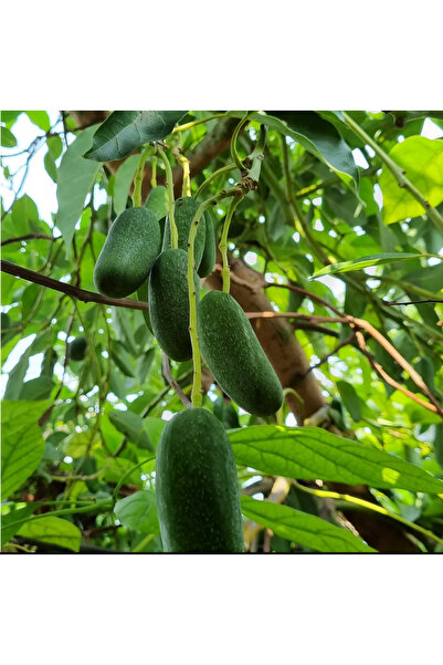 Fruit Paradise 500 gr Bebek Avokado - Yeni hasat