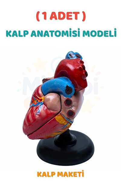Minopi ( 1 Adet ) Kalp Anatomisi Modeli Kalp Maketi İnsan Kalbi Maketi Eğitici