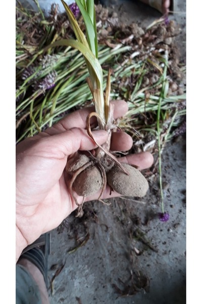 lidersopx SERAPİES SALEP FİDESİ