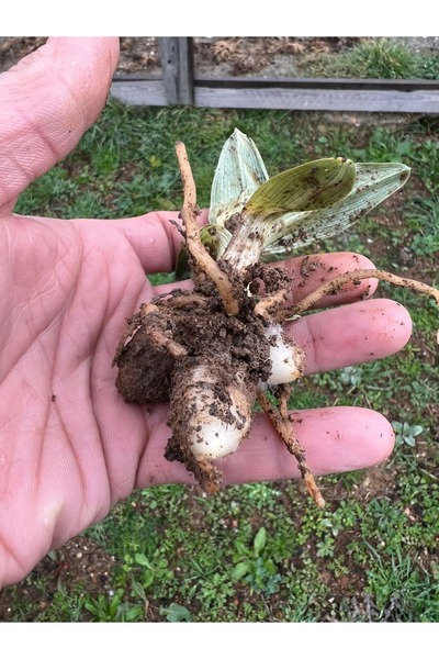 lidersopx SALEP FİDESİ