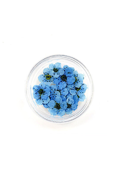 Choice 20 قطعة/صندوق من زهور النرجس المجففة المضغوطة من زهور البرقوق لصنع الم...