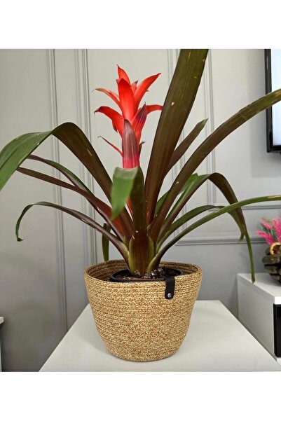 FABRİCART HALI Saksı 15x15