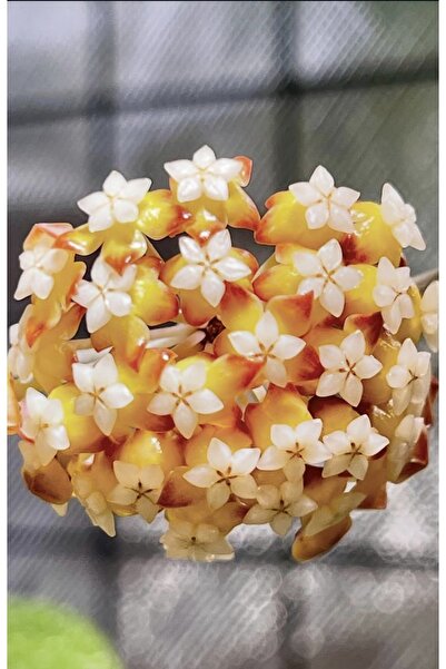 PLANT Hoya Sp Chicken Farm Splash Mum Çiçeği
