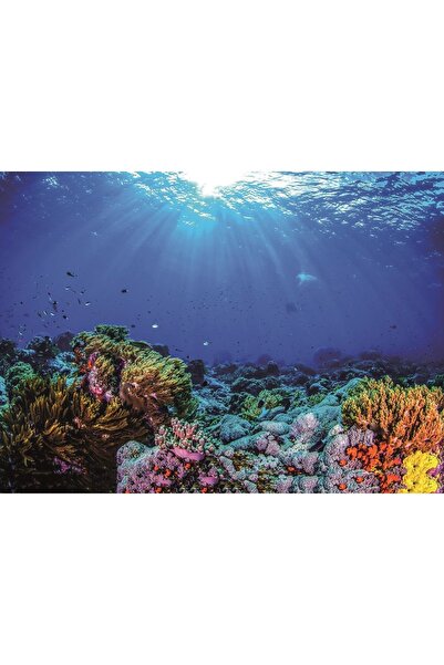 Kanki Pet KP5540032 Akvaryum Arka Fon Yapıştırma 55 x 40 CM